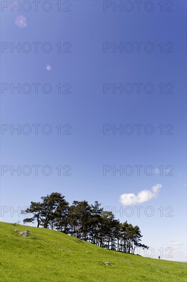 Black pines on the Hohenbol