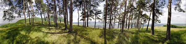 Black pines on the Hohenbol