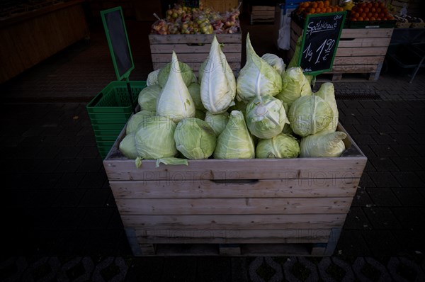 Pointed cabbage