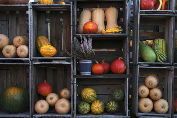 Various pumpkins