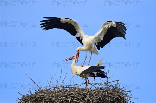 White storks