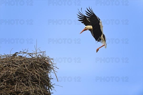 White stork