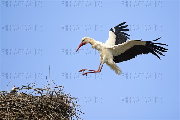 White stork