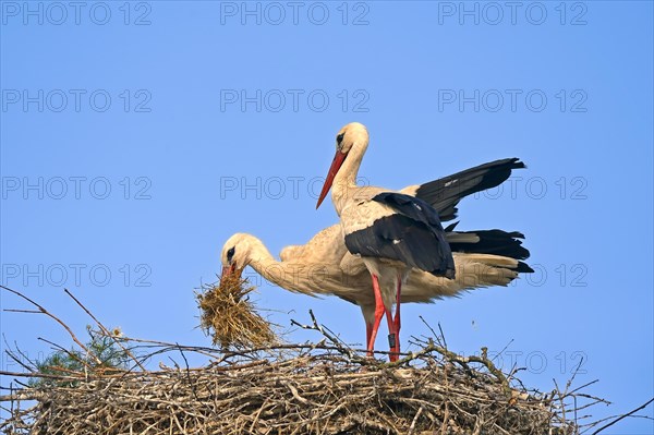 White stork