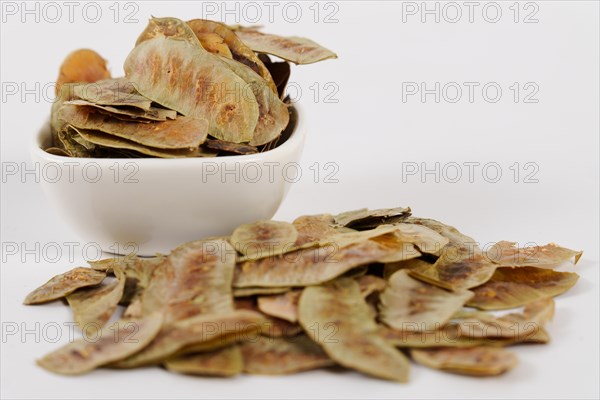 Senna alexandrina pods. Cassia senna