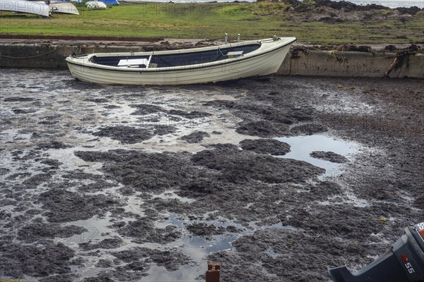 Dead algae and rotten bottom sediment fill up the entire harbor and prevent boats from getting out or entering Hörte harbor on Scania's south coast