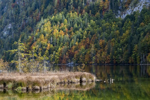 Colourfully coloured trees in autumn