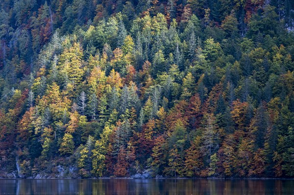 Colourfully coloured trees in autumn