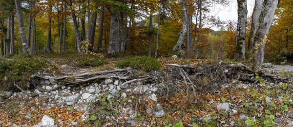 Colourful trees in autumn