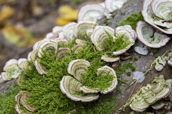 Mushrooms on a tree trunk in autumn