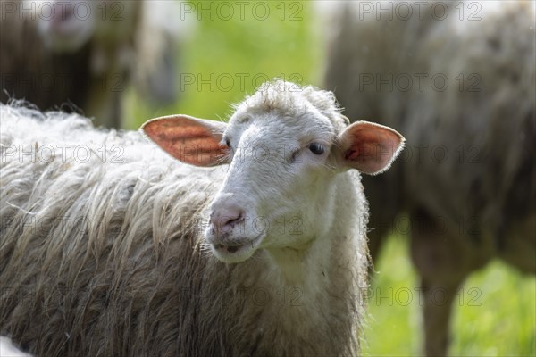 Sheep in a flock in a meadow