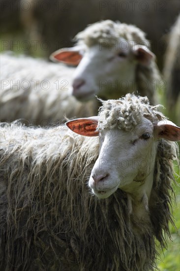 Sheep in a flock in a meadow