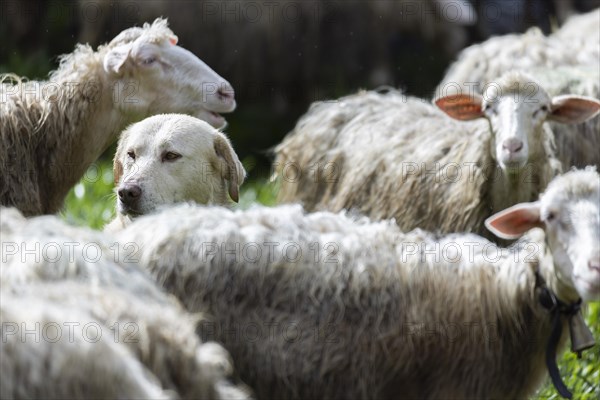 Herding dog