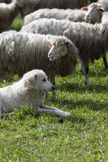 Herding dog