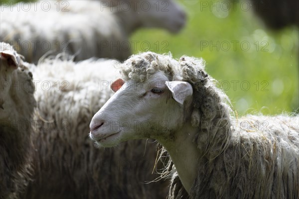 Sheep in a flock in a meadow