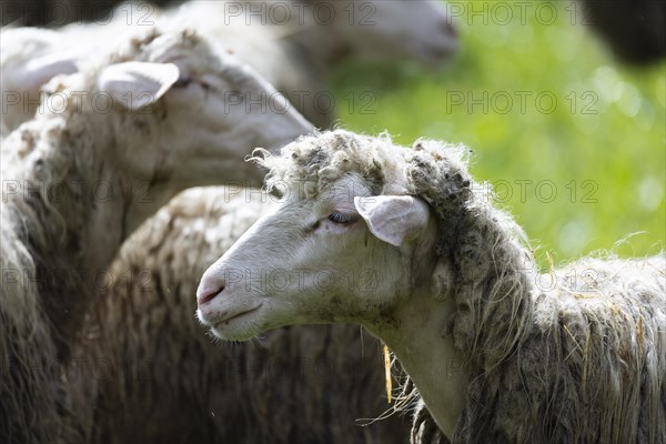 Sheep in a flock in a meadow