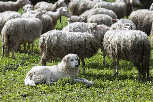 Herding dog