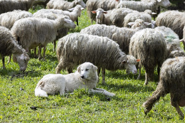 Herding dog