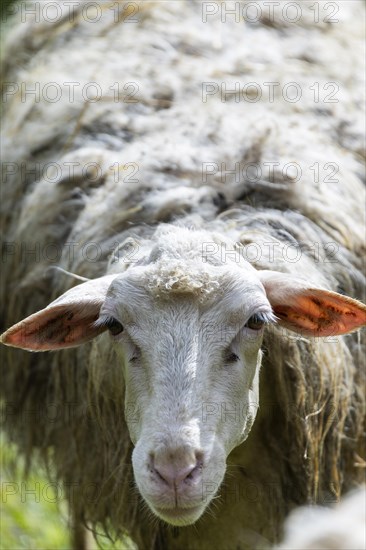 Sheep in a flock in a meadow looking at the camera