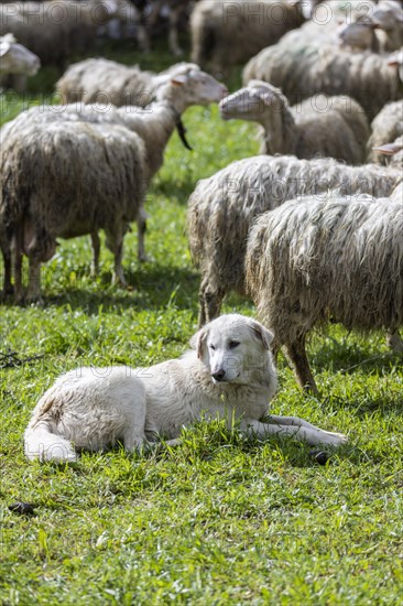 Herding dog