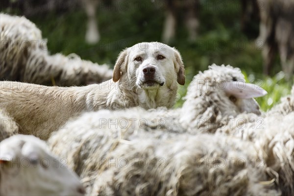 Herding dog