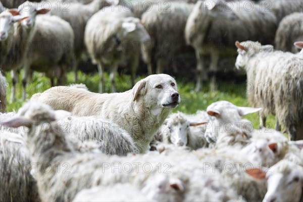 Herding dog