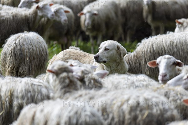 Herding dog