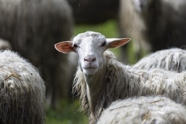 Sheep in a flock in a meadow looking at the camera