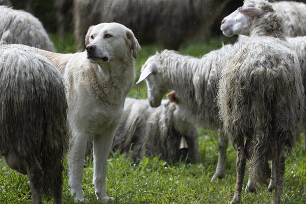 Herding dog