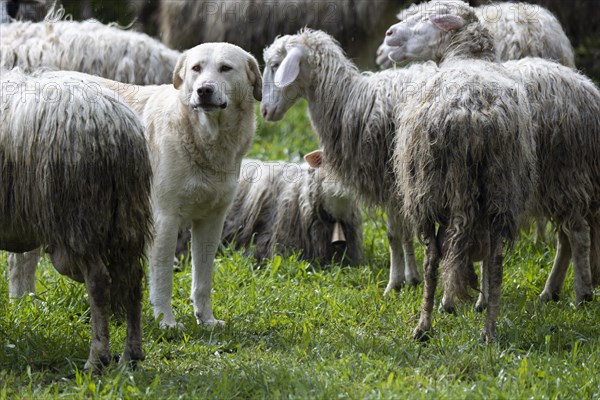 Herding dog