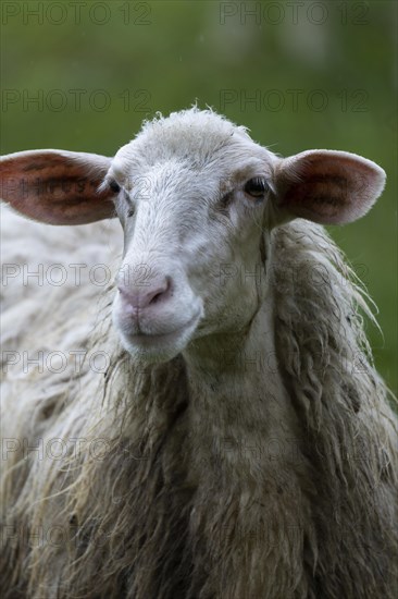 Sheep in a flock in a meadow looking at the camera