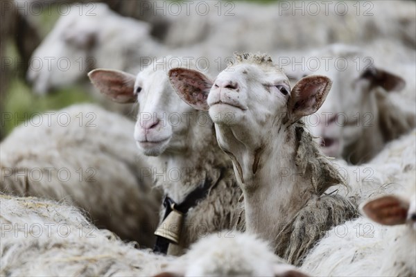 Sheep with a bell around its neck in a meadow with a flock of sheep