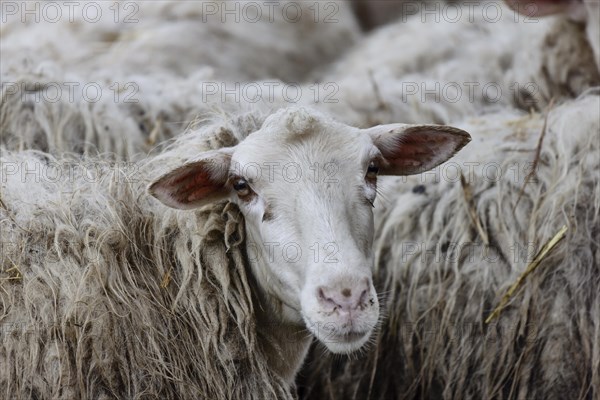 Sheep in a flock in a meadow looking at the camera