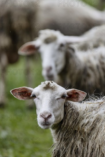Sheep in a flock in a meadow looking at the camera