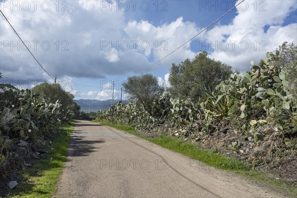 Bushes of cactus pears
