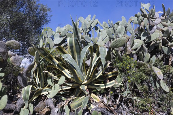 Hedge of cactus pears