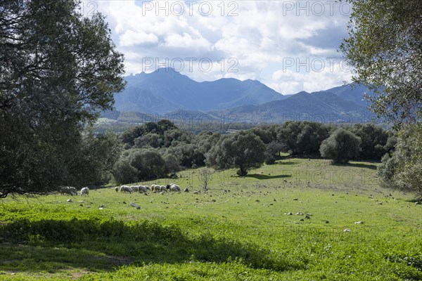 Landscape with green meadows