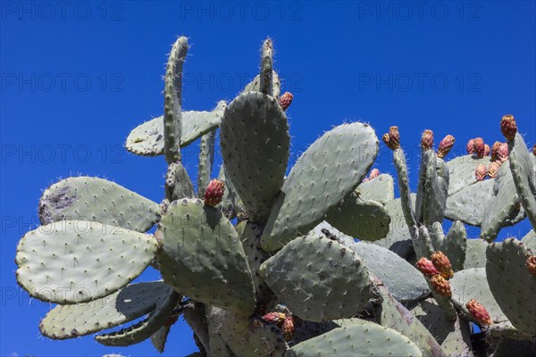 Cactus pear