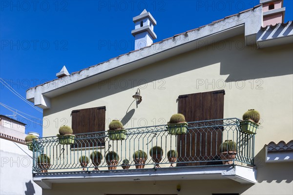 House with cacti