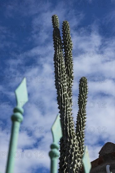 Snake cactus in a front garden against a blue sky