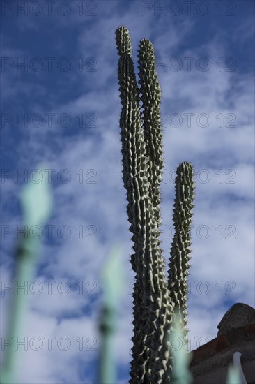 Snake cactus in a front garden against a blue sky