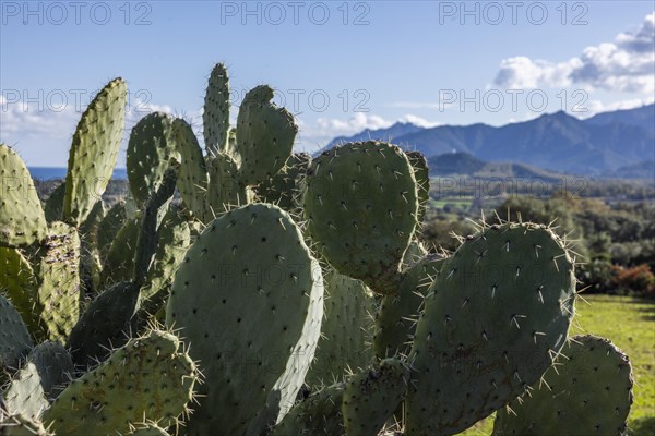 Cactus pear