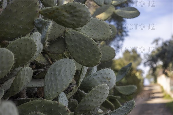 Bushes of cactus pears