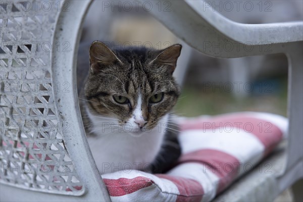 Cat on a garden chair at a campsite