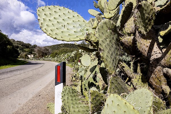 Bushes of cactus pears