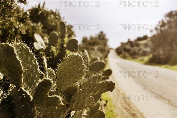 Bushes of cactus pears