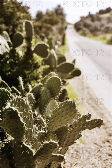 Bushes of cactus pears