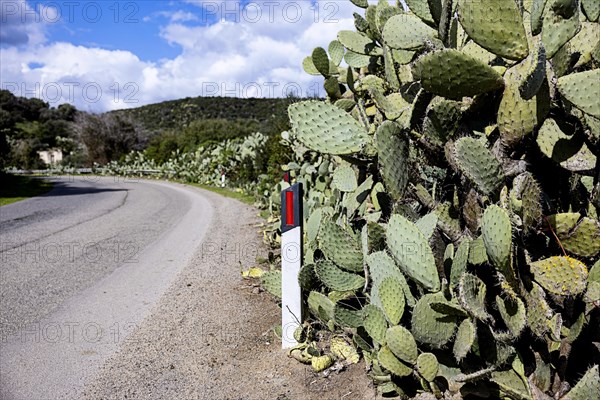 Bushes of cactus pears