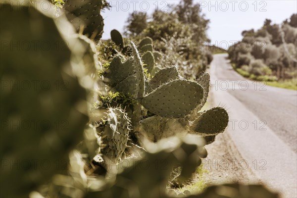 Bushes of cactus pears