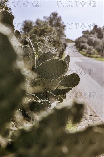 Bushes of cactus pears